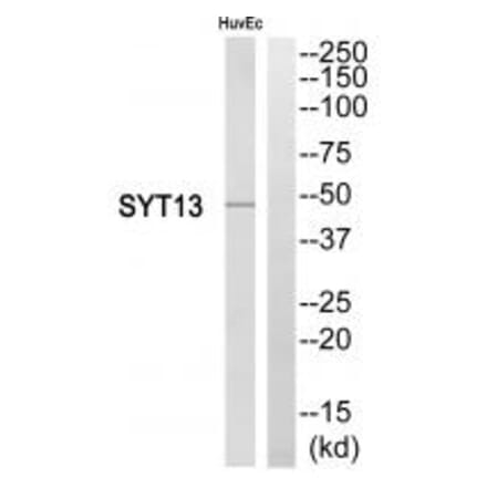 Western blot - SYT13 Antibody from Signalway Antibody (35083) - Antibodies.com