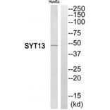 Western blot - SYT13 Antibody from Signalway Antibody (35083) - Antibodies.com