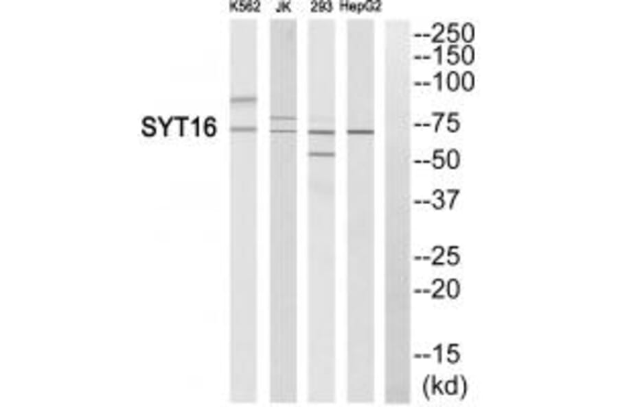 Western blot - SYT16 Antibody from Signalway Antibody (35084) - Antibodies.com