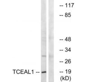 Western blot - TCEAL1 Antibody from Signalway Antibody (35099) - Antibodies.com