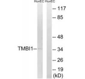 Western blot - TMBIM1 Antibody from Signalway Antibody (35109) - Antibodies.com