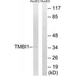 Western blot - TMBIM1 Antibody from Signalway Antibody (35109) - Antibodies.com