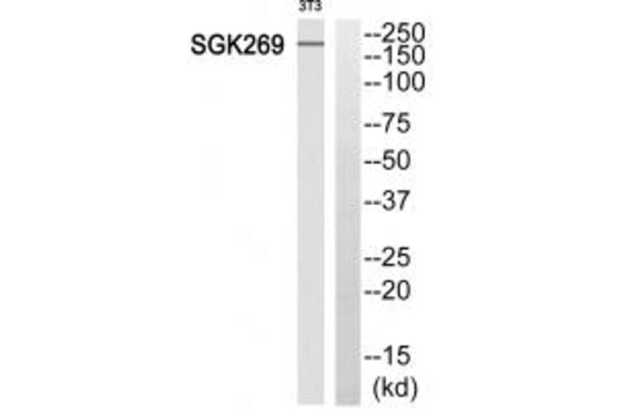 Western blot - SGK269 Antibody from Signalway Antibody (35112) - Antibodies.com