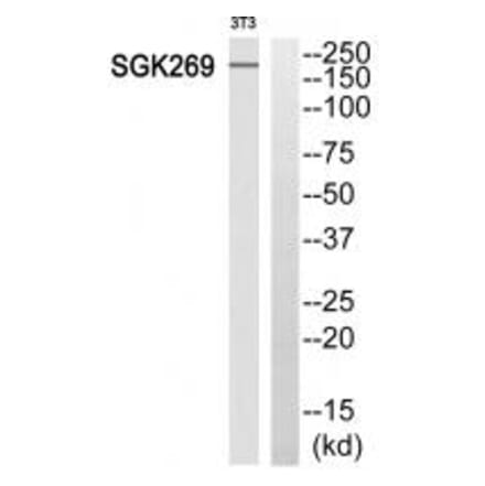 Western blot - SGK269 Antibody from Signalway Antibody (35112) - Antibodies.com