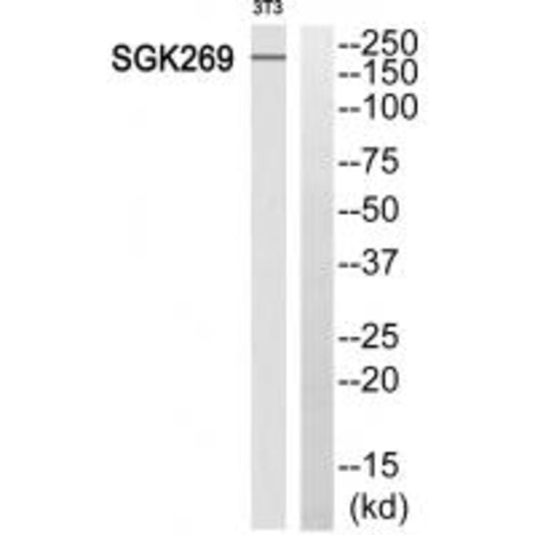 Western blot - SGK269 Antibody from Signalway Antibody (35112) - Antibodies.com