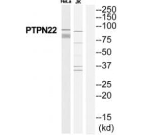 Western blot - PTPN22 Antibody from Signalway Antibody (35113) - Antibodies.com