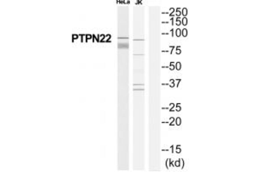 Western blot - PTPN22 Antibody from Signalway Antibody (35113) - Antibodies.com