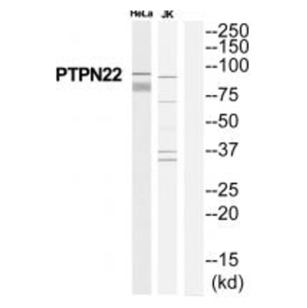 Western blot - PTPN22 Antibody from Signalway Antibody (35113) - Antibodies.com