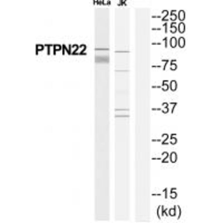 Western blot - PTPN22 Antibody from Signalway Antibody (35113) - Antibodies.com