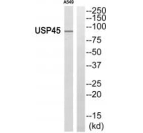 Western blot - USP45 Antibody from Signalway Antibody (35125) - Antibodies.com