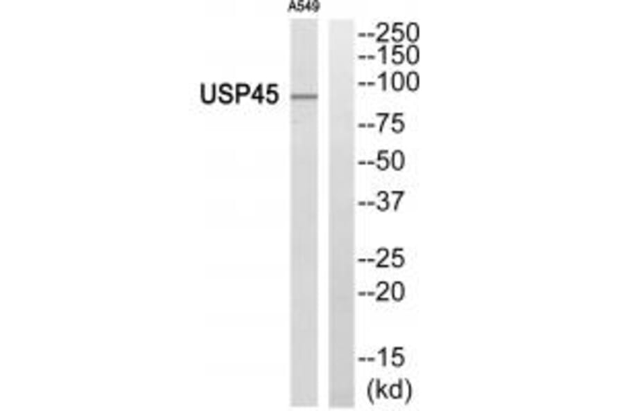 Western blot - USP45 Antibody from Signalway Antibody (35125) - Antibodies.com