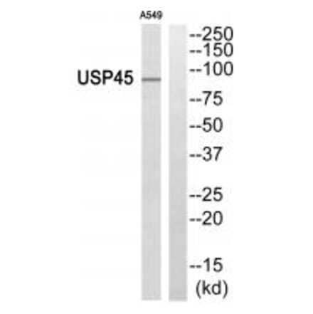 Western blot - USP45 Antibody from Signalway Antibody (35125) - Antibodies.com