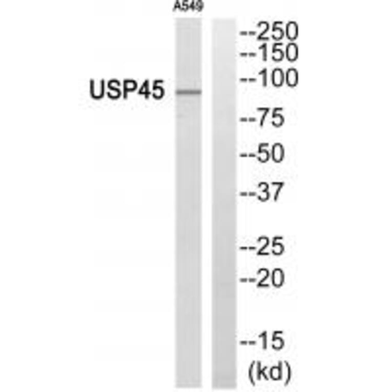 Western blot - USP45 Antibody from Signalway Antibody (35125) - Antibodies.com