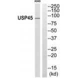 Western blot - USP45 Antibody from Signalway Antibody (35125) - Antibodies.com