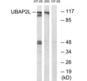 Western blot - UBAP2L Antibody from Signalway Antibody (35131) - Antibodies.com