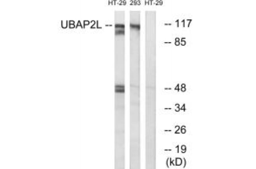 Western blot - UBAP2L Antibody from Signalway Antibody (35131) - Antibodies.com