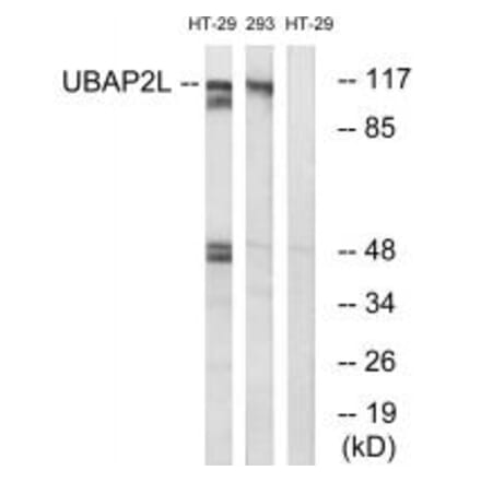 Western blot - UBAP2L Antibody from Signalway Antibody (35131) - Antibodies.com
