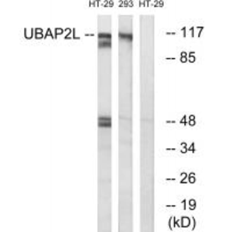 Western blot - UBAP2L Antibody from Signalway Antibody (35131) - Antibodies.com