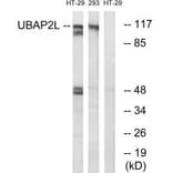 Western blot - UBAP2L Antibody from Signalway Antibody (35131) - Antibodies.com