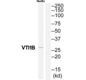 Western blot - VTI1B Antibody from Signalway Antibody (35141) - Antibodies.com