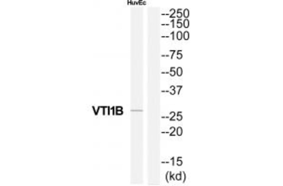 Western blot - VTI1B Antibody from Signalway Antibody (35141) - Antibodies.com