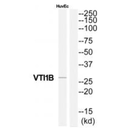 Western blot - VTI1B Antibody from Signalway Antibody (35141) - Antibodies.com