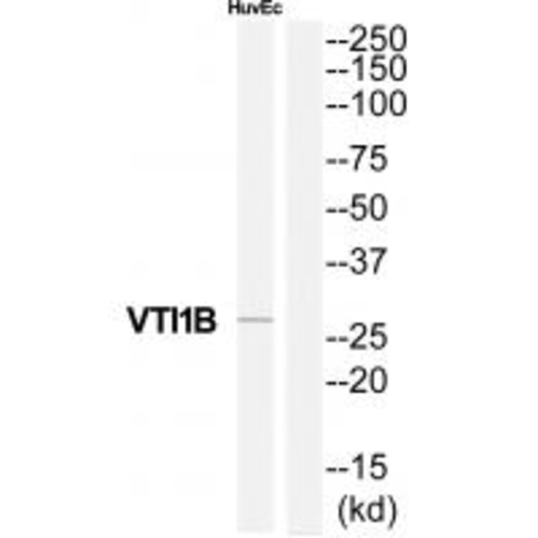 Western blot - VTI1B Antibody from Signalway Antibody (35141) - Antibodies.com