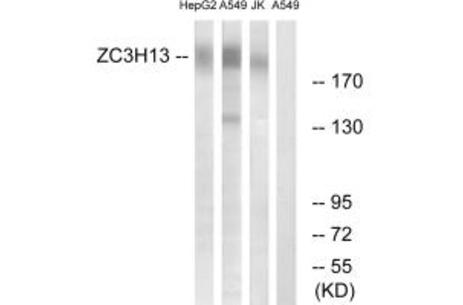 Western blot - ZC3H13 Antibody from Signalway Antibody (35153) - Antibodies.com
