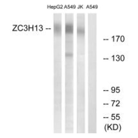 Western blot - ZC3H13 Antibody from Signalway Antibody (35153) - Antibodies.com
