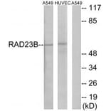 Western blot - RAD23B Antibody from Signalway Antibody (35170) - Antibodies.com