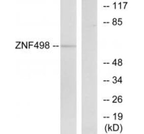 Western blot - ZNF498 Antibody from Signalway Antibody (35172) - Antibodies.com