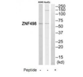 Western blot - ZNF498 Antibody from Signalway Antibody (35175) - Antibodies.com