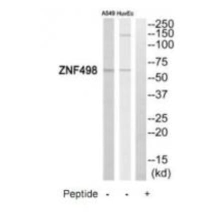 Western blot - ZNF498 Antibody from Signalway Antibody (35175) - Antibodies.com