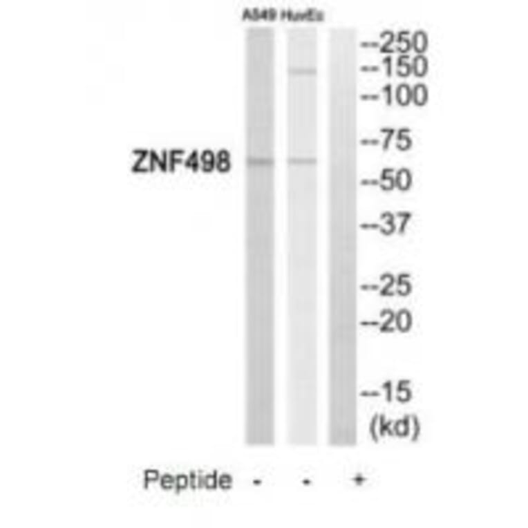 Western blot - ZNF498 Antibody from Signalway Antibody (35175) - Antibodies.com