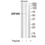 Western blot - ZNF498 Antibody from Signalway Antibody (35175) - Antibodies.com