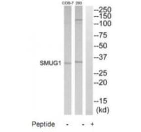 Western blot - SMUG1 Antibody from Signalway Antibody (35177) - Antibodies.com