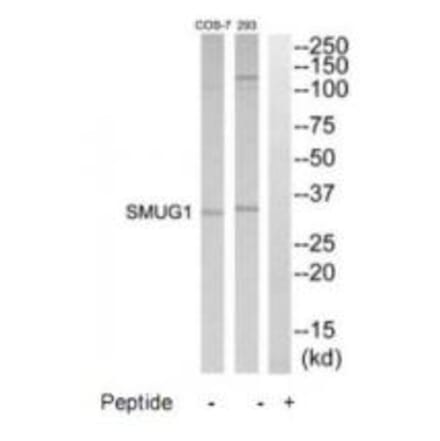 Western blot - SMUG1 Antibody from Signalway Antibody (35177) - Antibodies.com