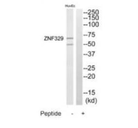 Western blot - ZNF329 Antibody from Signalway Antibody (35186) - Antibodies.com