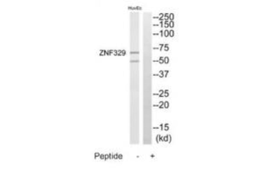 Western blot - ZNF329 Antibody from Signalway Antibody (35186) - Antibodies.com