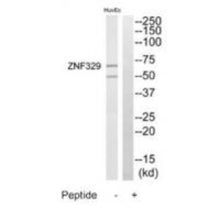 Western blot - ZNF329 Antibody from Signalway Antibody (35186) - Antibodies.com