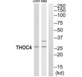 Western blot - THOC4 Antibody from Signalway Antibody (35187) - Antibodies.com
