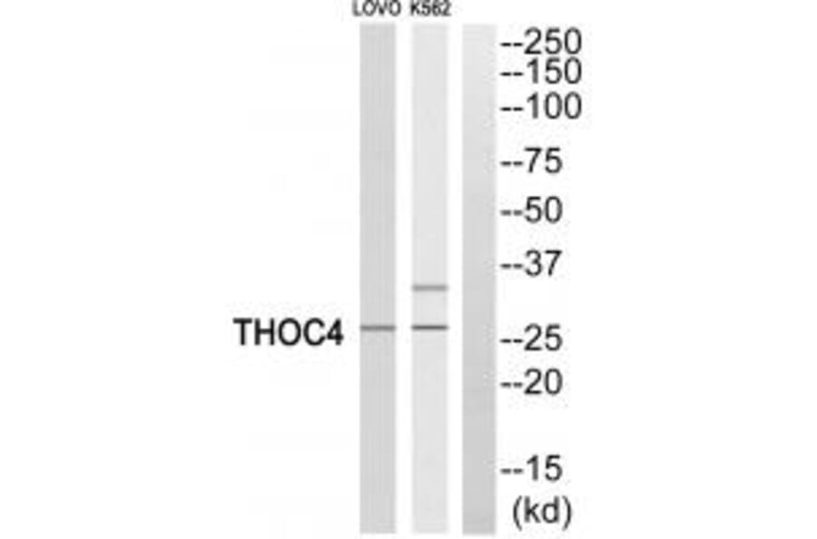 Western blot - THOC4 Antibody from Signalway Antibody (35187) - Antibodies.com