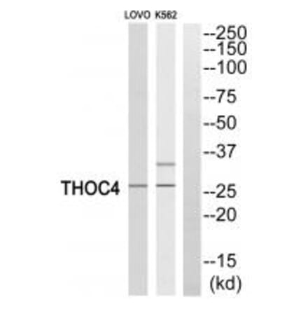 Western blot - THOC4 Antibody from Signalway Antibody (35187) - Antibodies.com