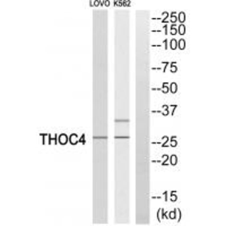 Western blot - THOC4 Antibody from Signalway Antibody (35187) - Antibodies.com