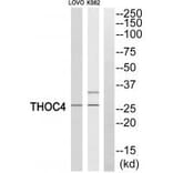 Western blot - THOC4 Antibody from Signalway Antibody (35187) - Antibodies.com