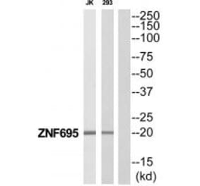 Western blot - ZNF695 Antibody from Signalway Antibody (35191) - Antibodies.com