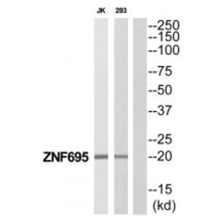 Western blot - ZNF695 Antibody from Signalway Antibody (35191) - Antibodies.com