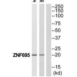 Western blot - ZNF695 Antibody from Signalway Antibody (35191) - Antibodies.com