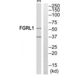 Western blot - FGFRL1 Antibody from Signalway Antibody (35217) - Antibodies.com