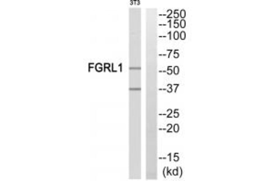 Western blot - FGFRL1 Antibody from Signalway Antibody (35217) - Antibodies.com